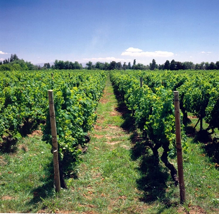 Part of the Purisima vineyard in Chile. 
