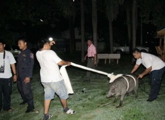 “But I don’t want to get into that pickup truck!” This 200kg wild boar gives animal rescue officers all they can handle.