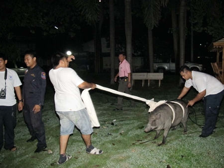 “But I don’t want to get into that pickup truck!” This 200kg wild boar gives animal rescue officers all they can handle.