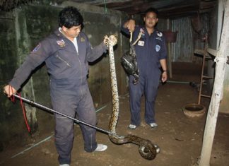 Game cock no match for big python Sawang Rojthummasathan Sattahip officials corral the hungry Monty before taking it back to the jungle.