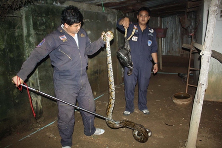 Sawang Rojthummasathan Sattahip officials corral the hungry Monty before taking it back to the jungle. 