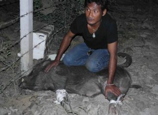 Animal takes boar-dom out of driving in Bankhai It certainly wasn’t “boaring” Jan 16 when this critter decided to take a walk down Rte. 3188.