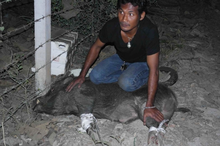 It certainly wasn’t “boaring” Jan 16 when this critter decided to take a walk down Rte. 3188.