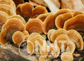 Health Ministry suggests Lingzhi mushroom juice for cancer patients