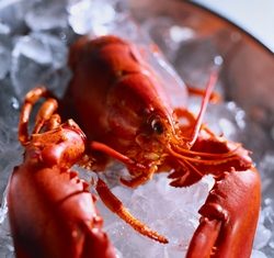 Lobster delights at Mantra.