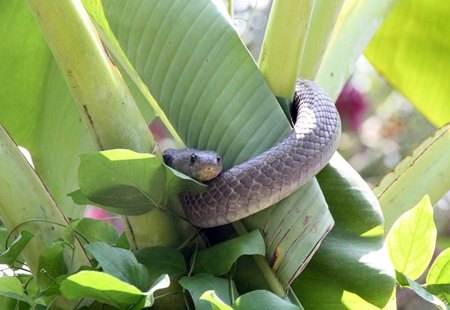 This cobra was caught after a battle with a Rottweiler in Sattahip