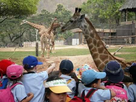 Feeding the giraffes.