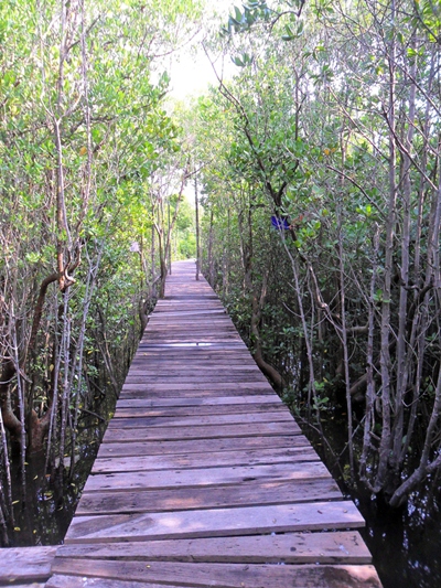 Students from GIS help to water the newly-planted mangroves.