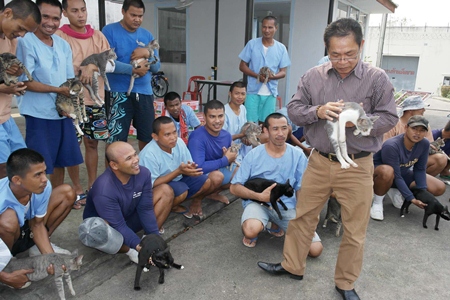 Warden Thanat Hrikanbanchon inspects one of the many cats, as inmates make their case to keep them.