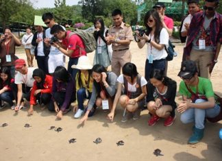 Young visitors from ASEAN countries release turtles into the sea.