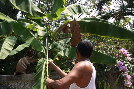 A Sawang Rojthummasathan Foundation officer uses a metal-wire lasso to capture the cobra.