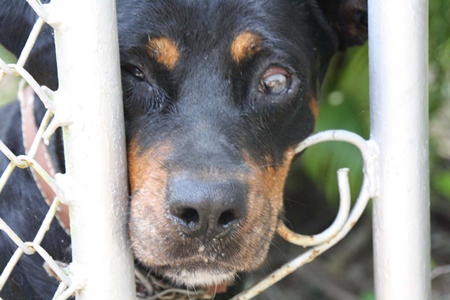 Owner Northep hopes the blindness will not be permanent.