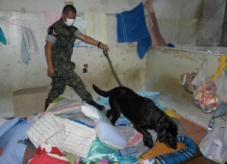 Officials use a dog to sniff out drugs at Rayong prison. So far, they didn’t find any, but did find a cache of shivs.