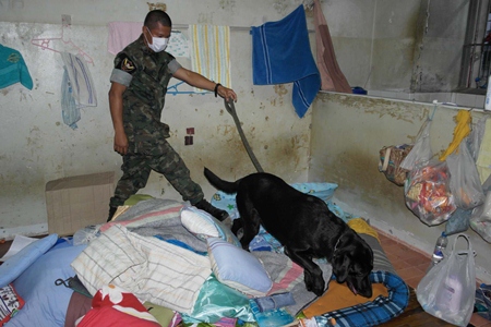 Officials use a dog to sniff out drugs at Rayong prison.  So far, they didn’t find any, but did find a cache of shivs.
