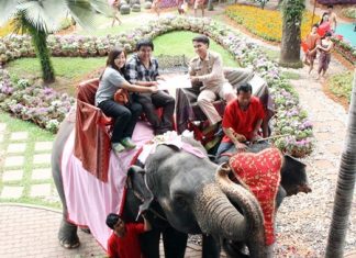 One of 99 couples to marry on the backs of elephants on Valentine’s Day at Nong Nooch Tropical Garden this year.