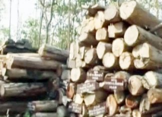 CITES gives green light to proposed control of Siamese rosewood