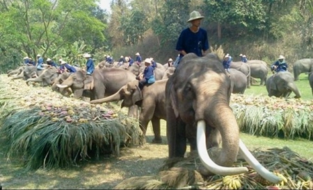 Laws for Elephant Protection in Thailand