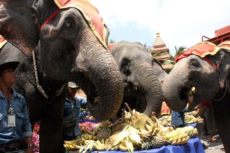 Elephants enjoy a festive meal on Thai Elephant Day at Nong Nooch Tropical Gardens.