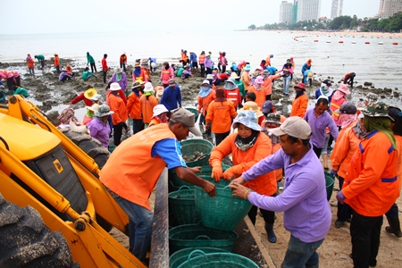 Over 100 city workers are put to work removing dirty rocks from Wong Amat Beach.