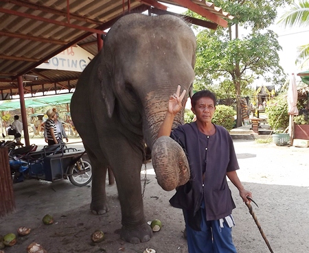 Ya Sukhree of Surin and his 16-year-old cow Birdy greet visitors at the Pattaya Elephant Village.