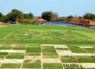 Grass varieties being tested at the Asian Turfgrass Center’s research facility near Bangkok.