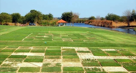 Grass varieties being tested at the Asian Turfgrass Center’s research facility near Bangkok.