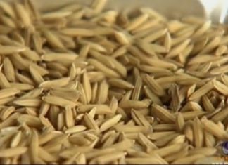 Minister guarantees quality rice without fungus from govt stock