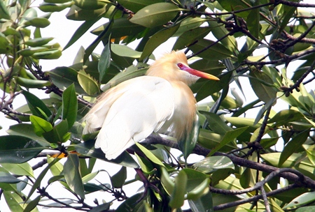 Herons build nests in the mangrove forest at Nok Yang canal, Naklua.