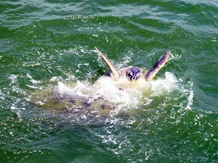 Kaka returns to Sattahip to mate, and hopefully won’t kill any more female turtles.