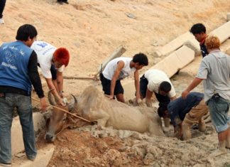 Rescue workers help 6-year-old pregnant cow “Ee Daeng” out of a mud hole she went into for a cooling drink, but couldn’t get out of.