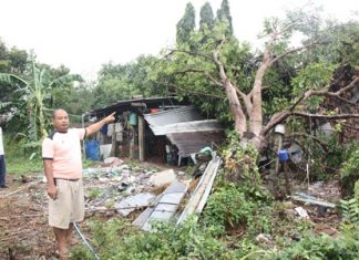 An overnight tropical storm April 16 in Sattahip caused this large mango tree to topple onto a Thongthip Market-area home.