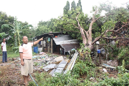 An overnight tropical storm April 16 in Sattahip caused this large mango tree to topple onto a Thongthip Market-area home.