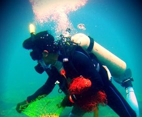 Marine Conservation, Koh Talu