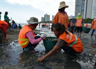 City workers are back picking up smelly and sharp rocks from Wong Amat Beach.