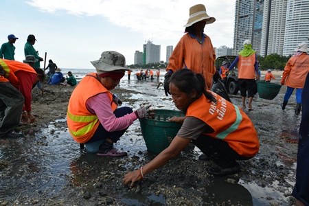 City workers are back picking up smelly and sharp rocks from Wong Amat Beach.