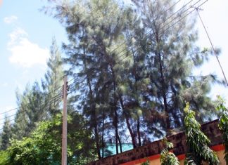 Tall trees have been planted and high nets erected to mitigate the dust invading the school from the cement factory next door.