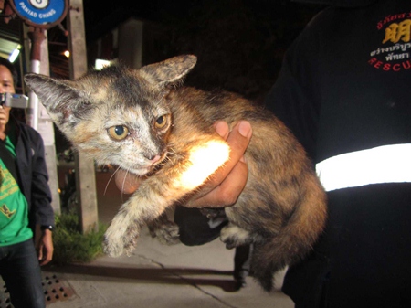 Rescuers pulled this little kitten out of a sewage pipe on Soi Paniedchang 6.