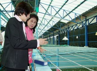Chonburi agriculture officials inspect local shrimp farms for disease.