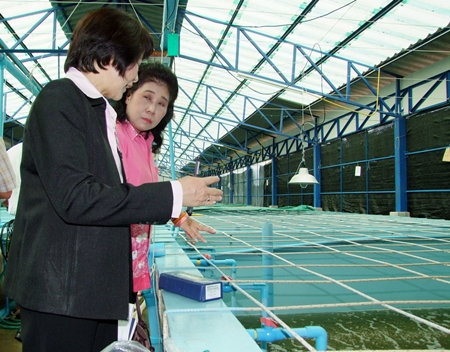 Chonburi agriculture officials inspect local shrimp farms for disease.