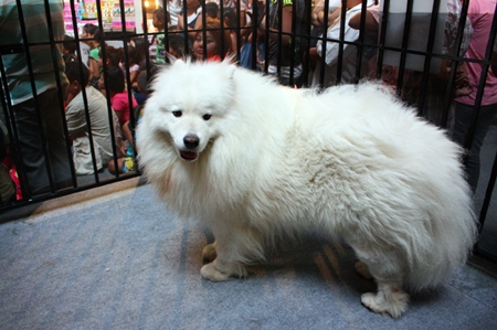 A beautiful Samoyed attracts a large number of visitors.