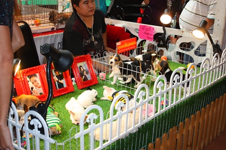 Thai puppy farms crank up the cuteness to sell new pets to the youngsters.