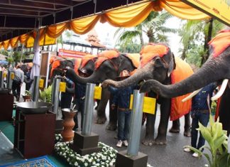 Nine elephants each pour hot wax into candle molds. The finished candles were presented to nine area temples for Buddhist Lent.
