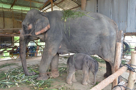 Mother Lampoon protects her newborn calf at Nong Nooch Tropical Garden.