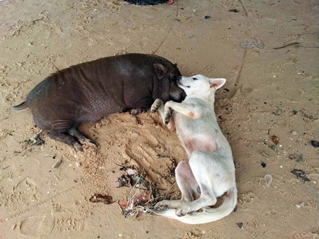 Dog and pig have become friends in Banglamung.