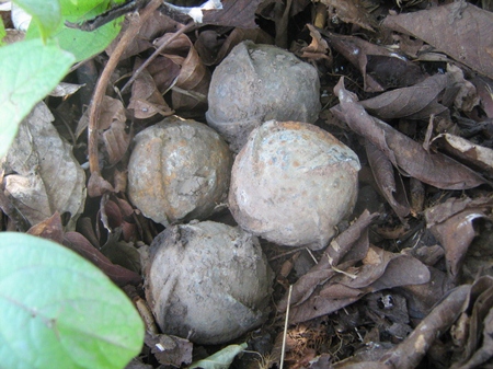An estimated 80 million cluster bombs still litter the Ho Chi Minh Trail in Laos.