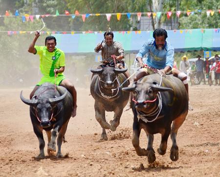 Beasts of burden of all ages and sizes put on a show at Lake Mabprachan as Pattaya’s version of the annual buffalo races took place on August 18, with little fanfare or advanced publicity.  Nonetheless, a good size crowd turned out for the spectacle, and those who did were treated to the crazy fun that is the hallmark of this event.  (Photo by Martin Bilsborrow)