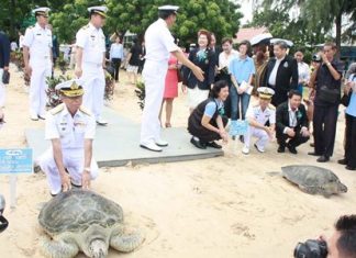 Adm. Thaweewuth Pongphipat releases the biggest of the 982 turtles set free in celebration of HM the Queen for her 81st birthday.