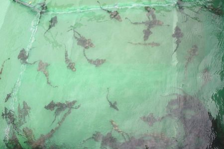 The Ministry of Agriculture released 99 small sharks into the wild in hopes of rebuilding at least one of Thailand’s many endangered species.