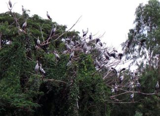 A flock of open-billed storks have been found roosting and searching for food along a stretch of the Rayong River. This is being billed as a first for the area.