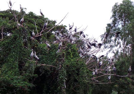 A flock of open-billed storks have been found roosting and searching for food along a stretch of the Rayong River.  This is being billed as a first for the area.